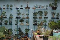 Lee-Dog Wase Bonsai Beauty Bonsai Bemesting