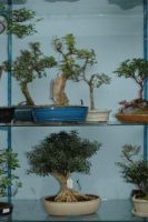 Lee-Dog Wase Bonsai Beauty Bonsai Bemesting