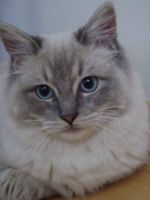 Ragdoll Cattery "The Precious Dolls" Kattenpension