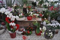 Bloemen en Planten Van der Cruys Christiane Bruidswerk