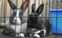 Dierenartsenpraktijk Bosk&egrave;ma Echo