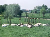 Vergroot foto