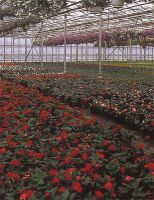 Perkplanten Van Deun - Hofmans bvba Terrasplanten