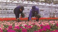 Perkplanten Van Deun - Hofmans bvba Terrasplanten