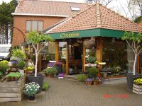 Bloembinderij Oxalis Planten