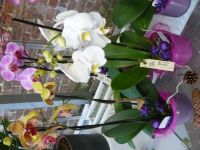 Bloemen Sandy