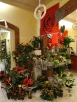 Floratrend Kamerplanten