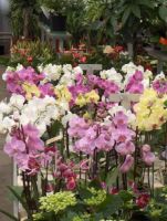 Bloemen De Schrijver Tafelstukken