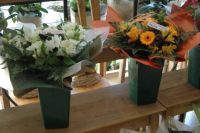 Den Bloesem Orchidee