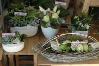 Den Bloesem Orchidee