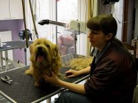 Froe-Froe Eukanuba