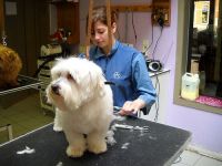 Froe-Froe Eukanuba