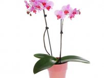 Orchidee 