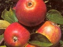 Appelen 