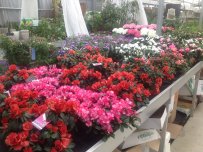 Bloeiende kamerplanten Bloeiende kamerplanten