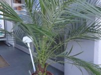 Palmbomen