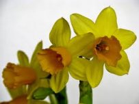 Paasbloemen Paasbloemen