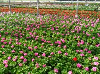Perkplanten