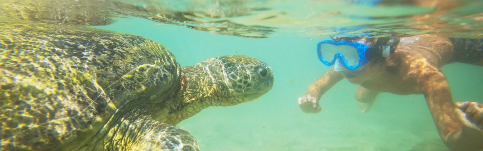 Snorkelen en duiken op Tenerife