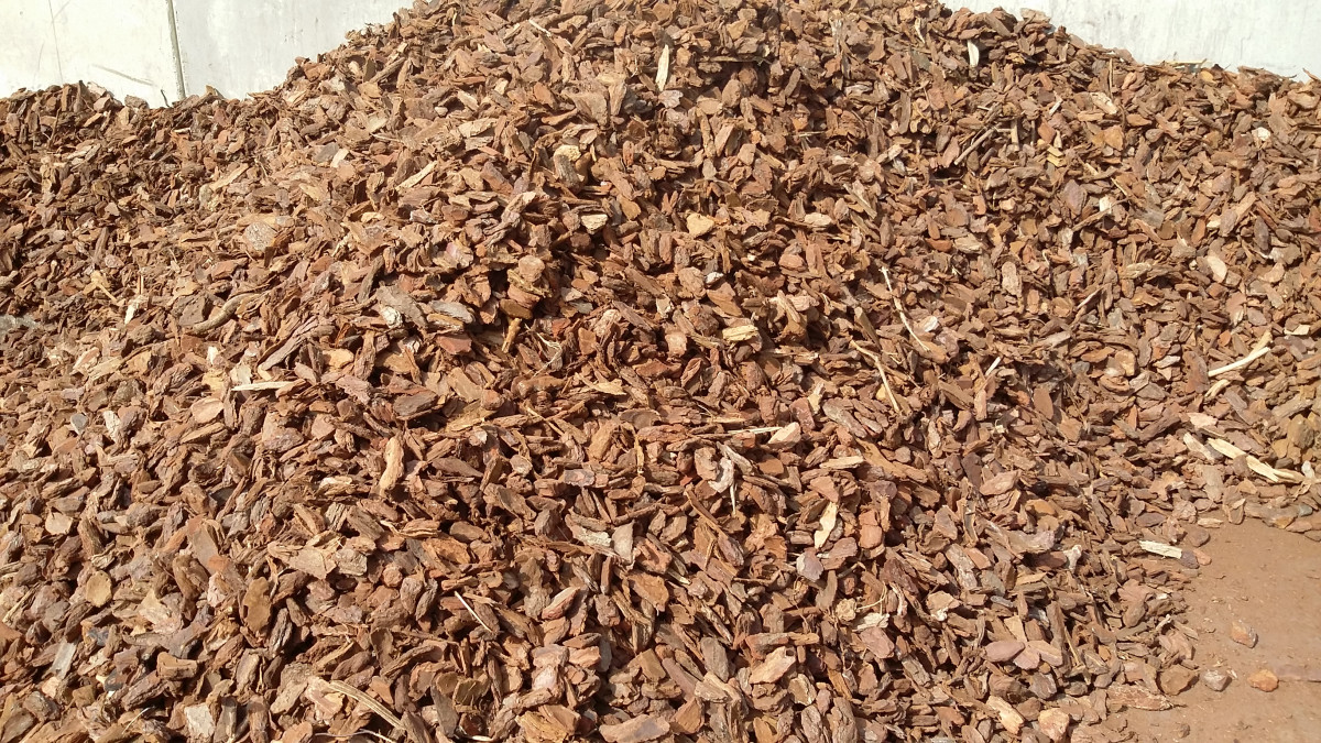 BOOMSCHORS  PINUS MARITIMA  35/50