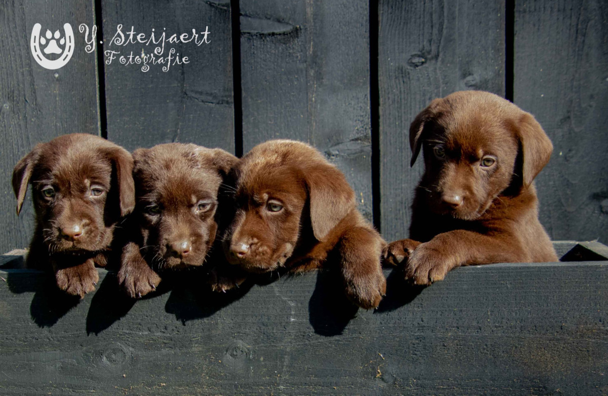 Labradorpups