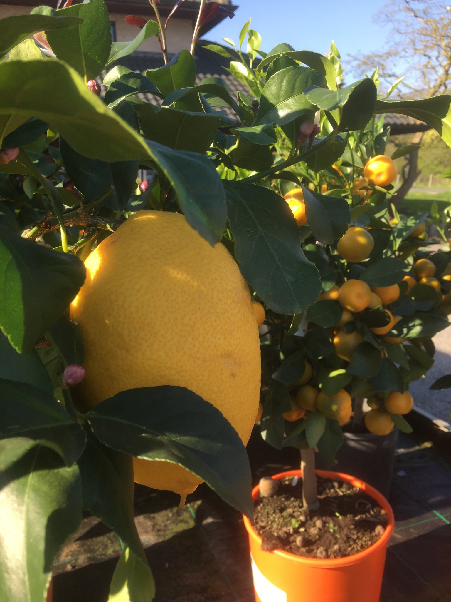 Appelsien- en citroenbomen